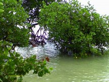 ceibaverde.jpg