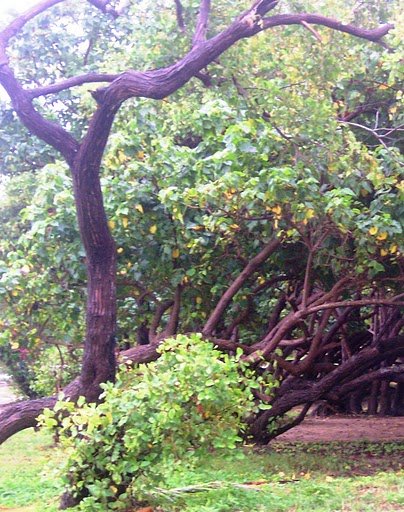 copy_of_picture_040.jpg