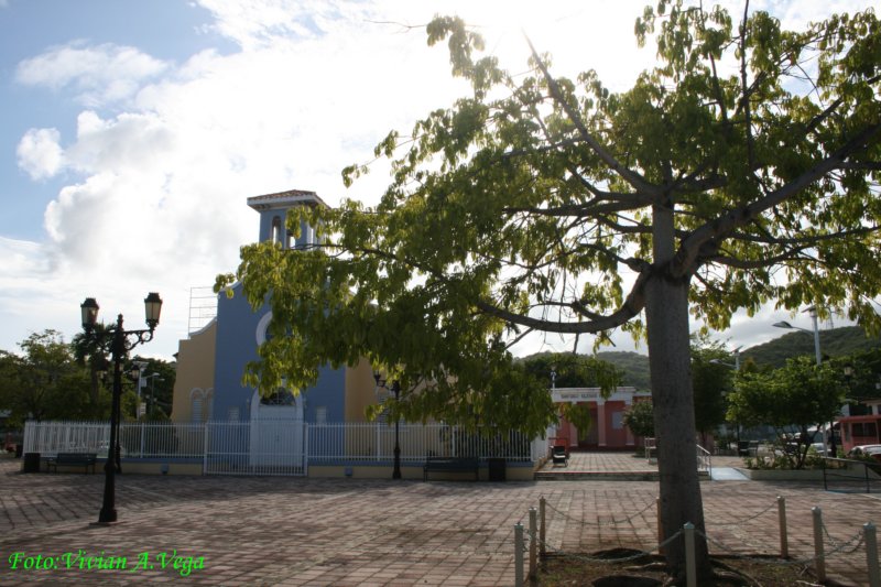 elceiba.jpg