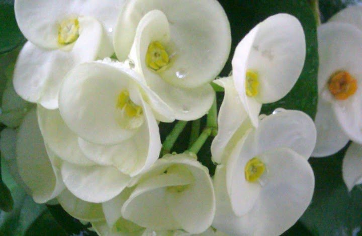 imag0019.jpg
