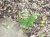 img_1101_small.jpg