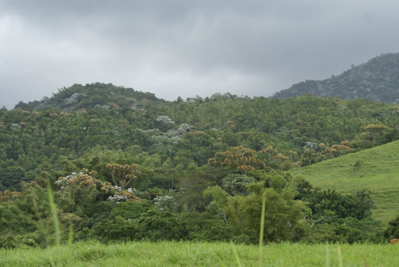 monteverde.jpg