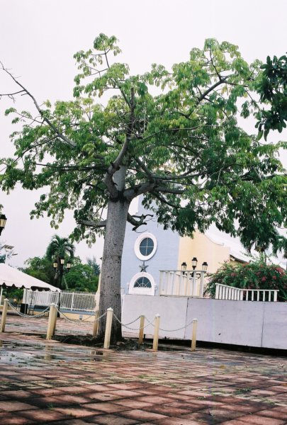 ceibaverde.jpg
