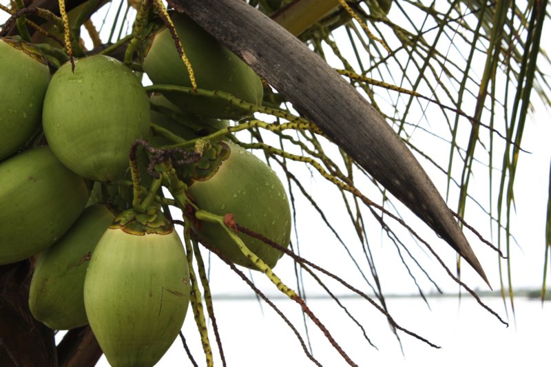 cocos.jpg