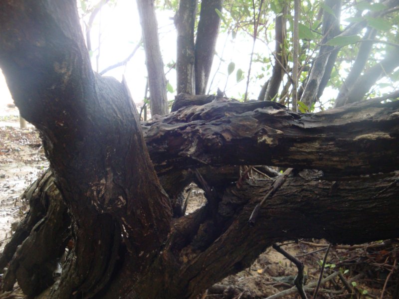 dsc02480.jpg