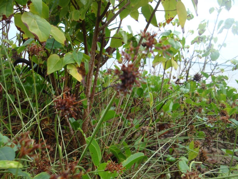 dsc02485.jpg