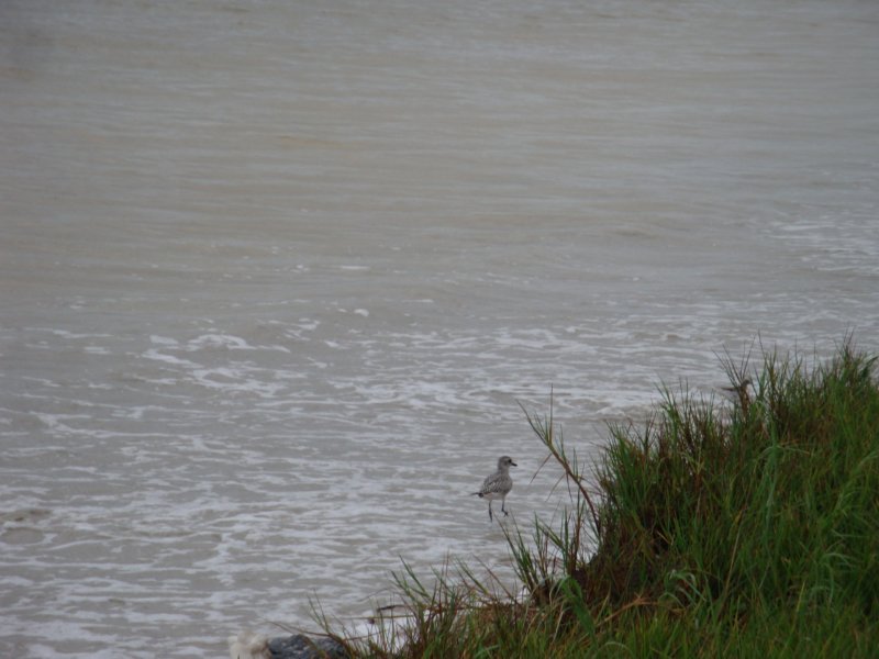 dsc02496.jpg