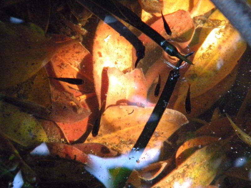dscn0242.jpg