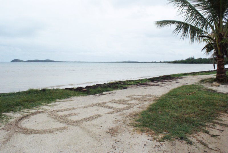 puroceiba.jpg